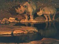 Rhinos at Waterhole